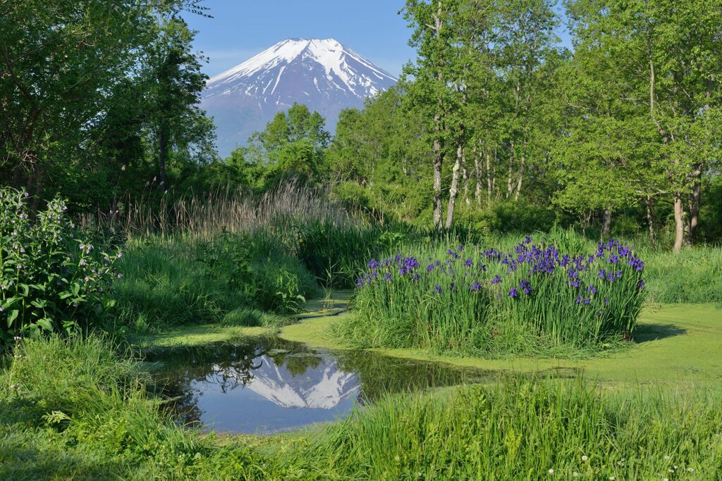 週末の富士山86