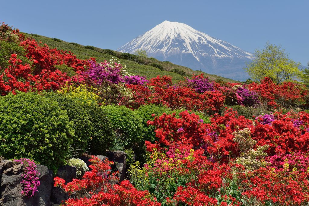 週末の富士山（新作625）