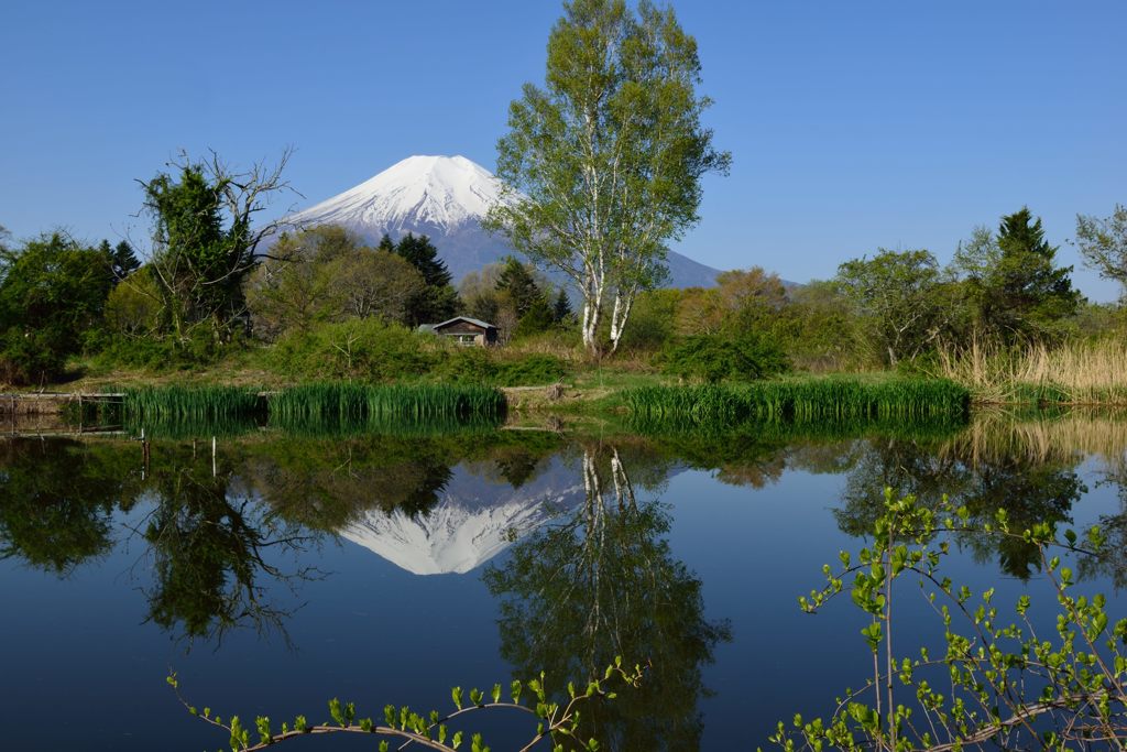 週末の富士山（新作833）