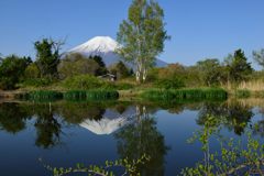 週末の富士山（新作833）