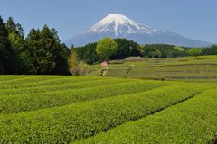 週末の富士山（新作628）