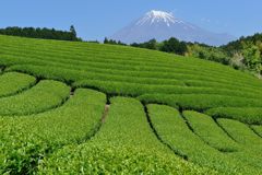 週末の富士山（新作868）