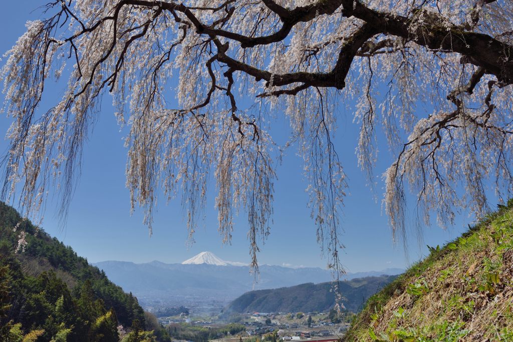週末の富士山（新作1145）