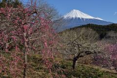 週末の富士山（新作1287）