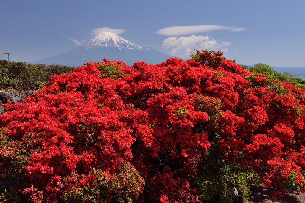 週末の富士山（新作602）