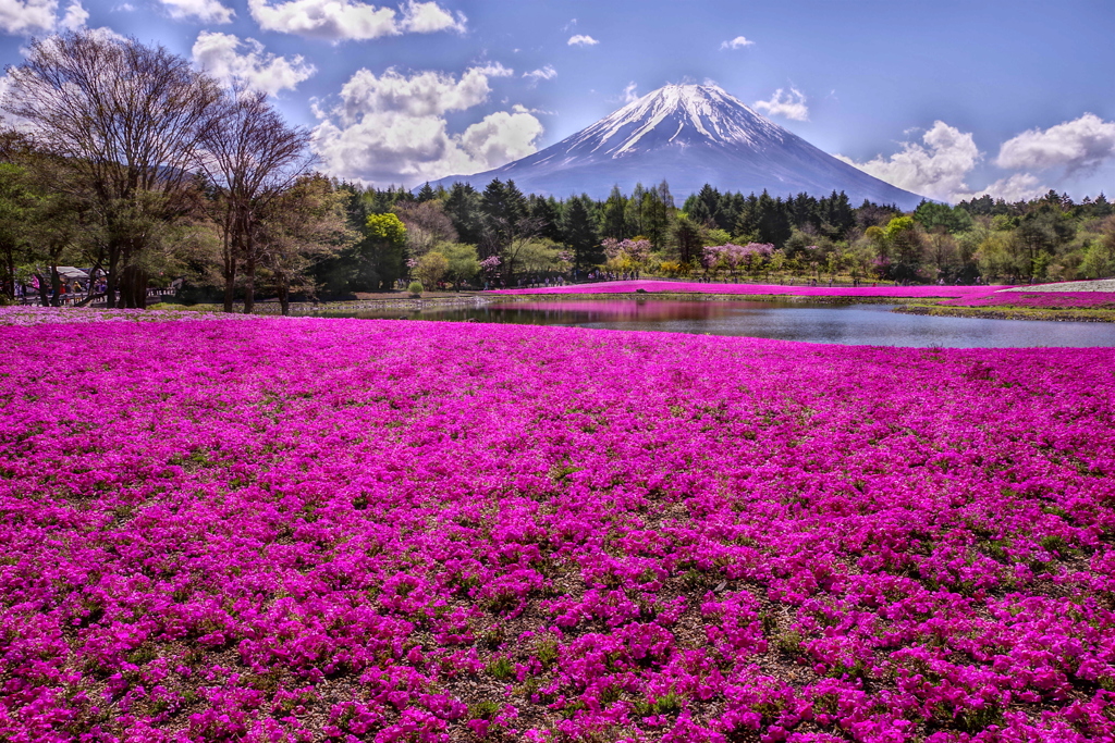 平日の富士山297