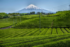 週末の富士山（新作646）