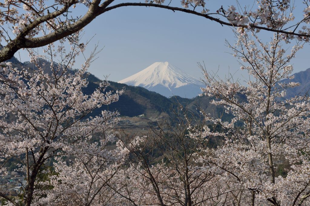 平日の富士山1095