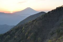 週末の富士山（新作1181）