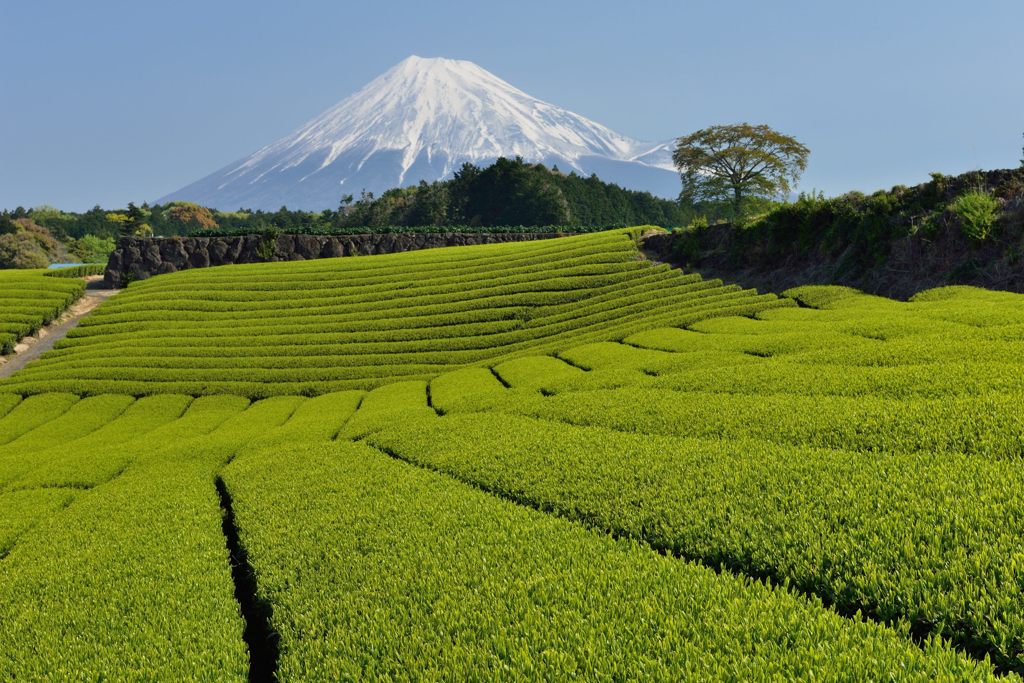 週末の富士山（新作612）