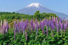 週末の富士山（新作903）