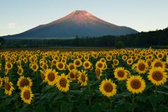 平日の富士山83