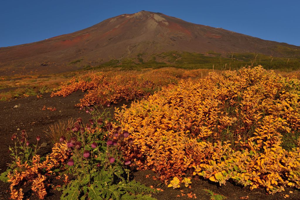 週末の富士山（新作31）