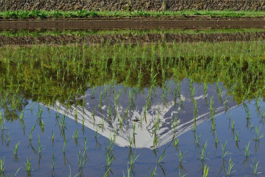 週末の富士山（新作667）