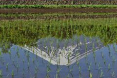 週末の富士山（新作667）