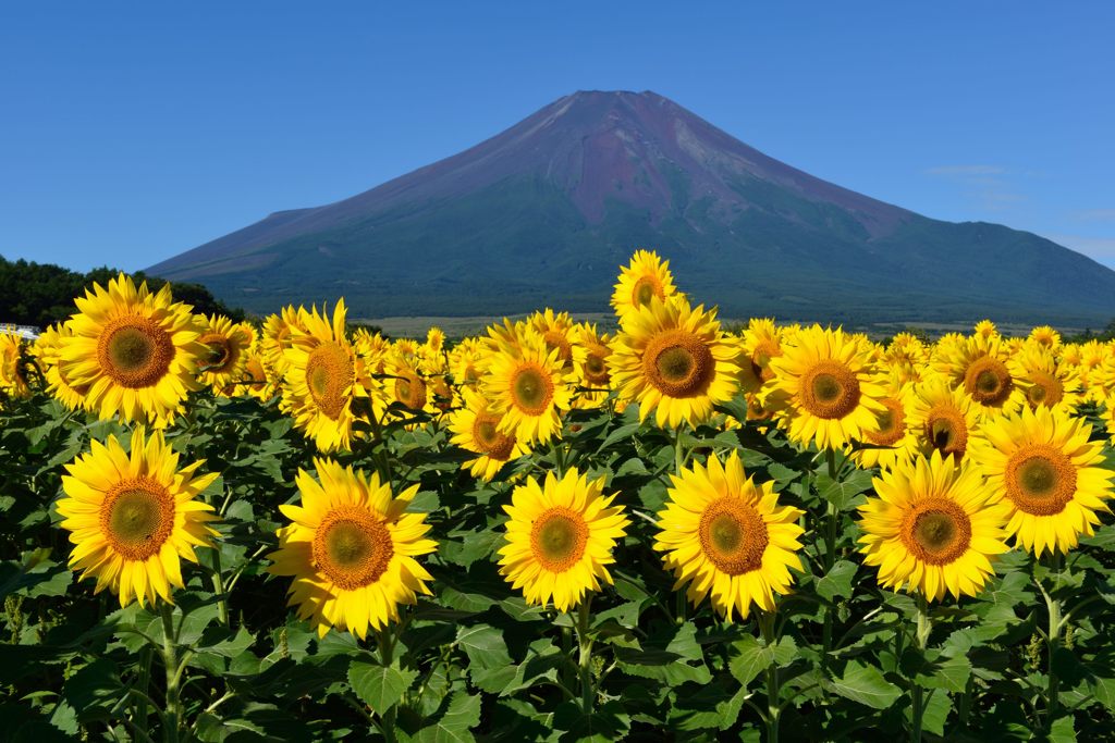 平日の富士山91