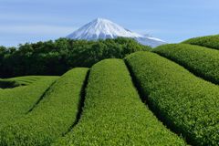 週末の富士山（新作1171）