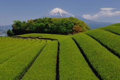 週末の富士山（新作605）