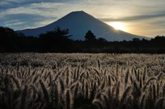 週末の富士山（新作305）