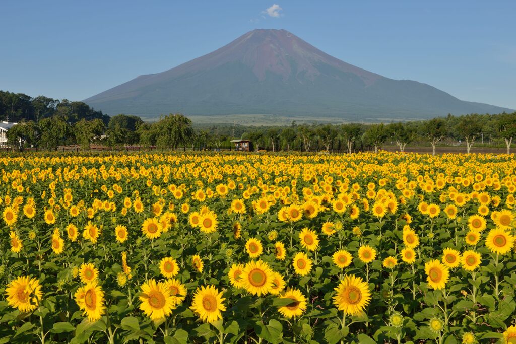 平日の富士山755