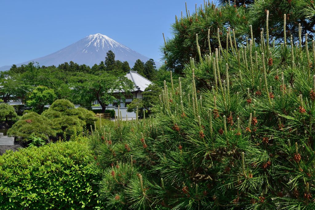 週末の富士山（新作872）