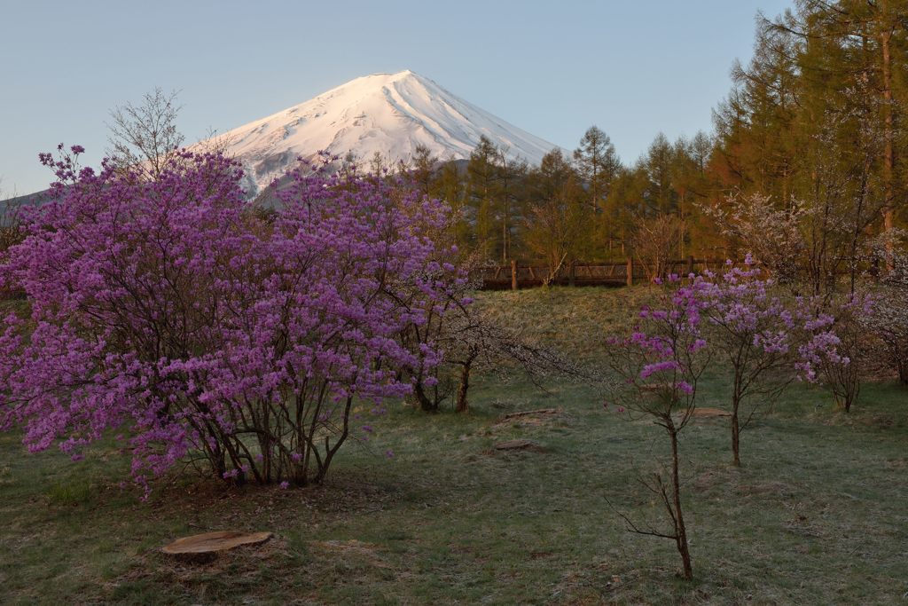 週末の富士山（新作608）