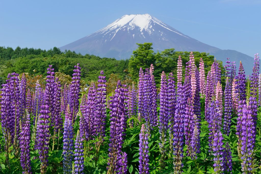 週末の富士山（新作906）