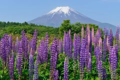 週末の富士山（新作906）