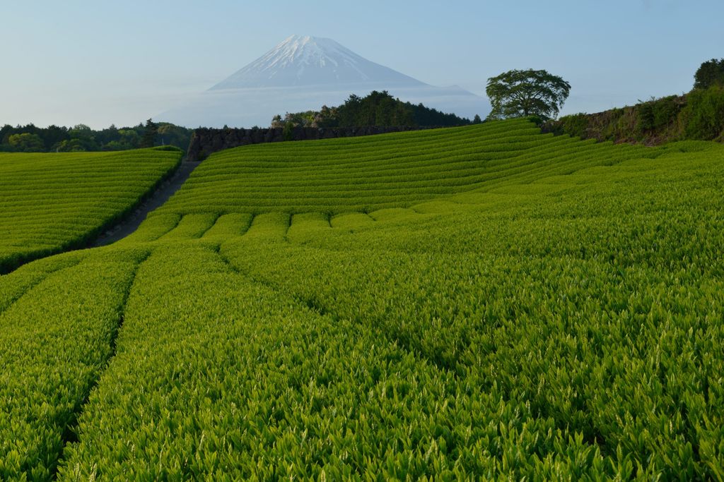 週末の富士山（新作856）