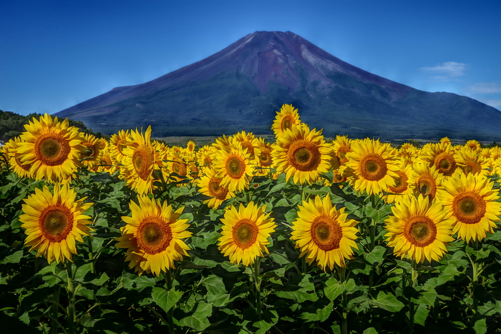平日の富士山95