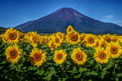 平日の富士山95