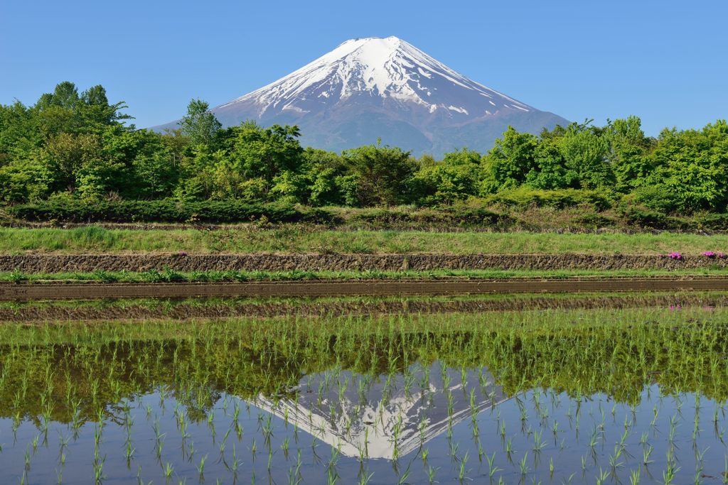 週末の富士山（新作665）