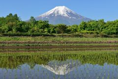 週末の富士山（新作665）