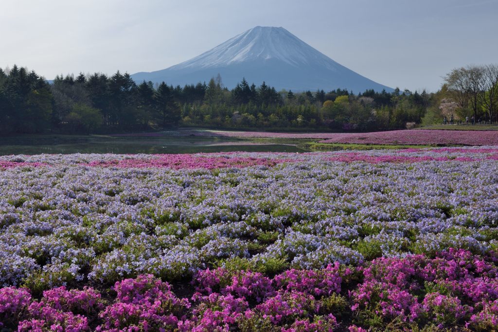 週末の富士山（新作1193）