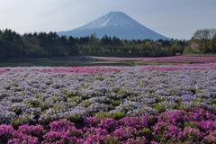 週末の富士山（新作1193）