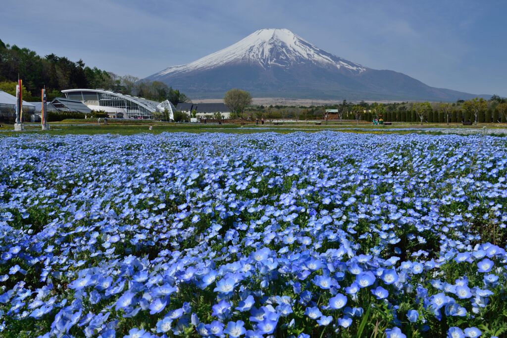 週末の富士山32