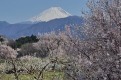 平日の富士山1067