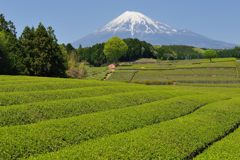 週末の富士山（新作627）