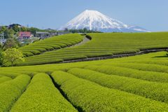 週末の富士山（新作617）