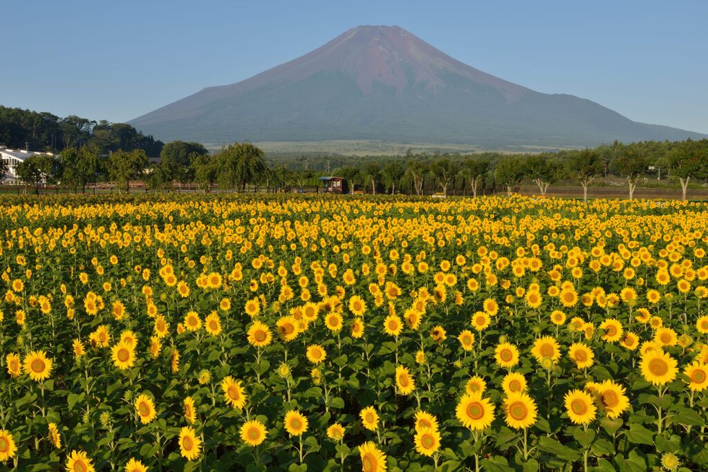 平日の富士山752