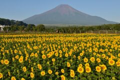 平日の富士山752