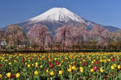 週末の富士山（新作444）