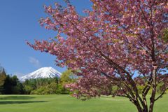 平日の富士山290