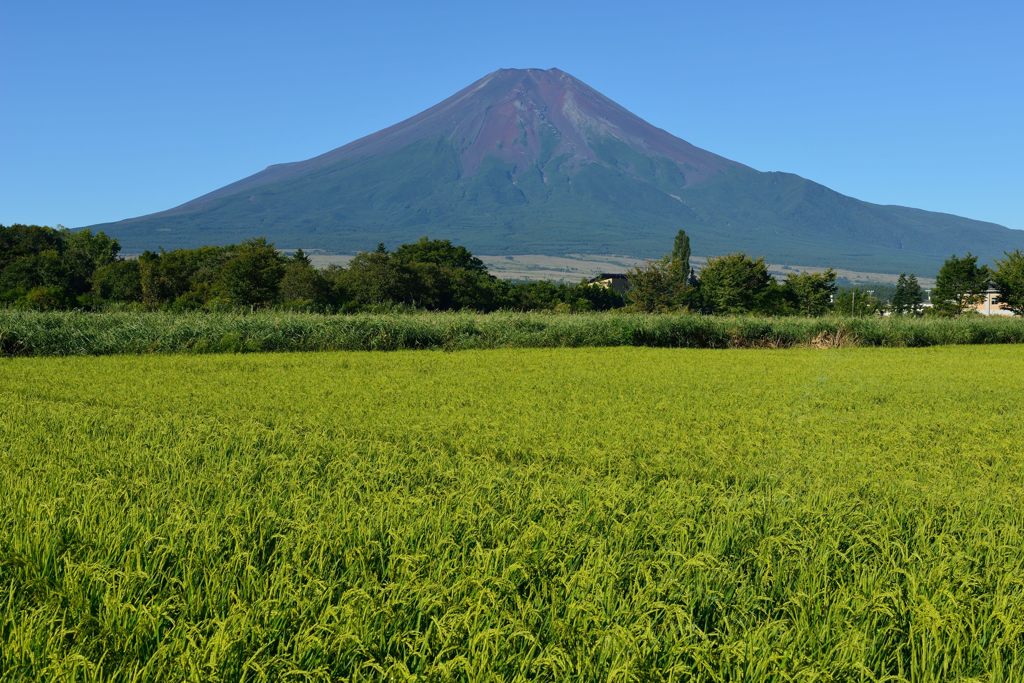 週末の富士山（新作1011）