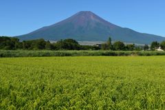 週末の富士山（新作1011）