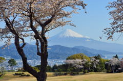 週末の富士山40