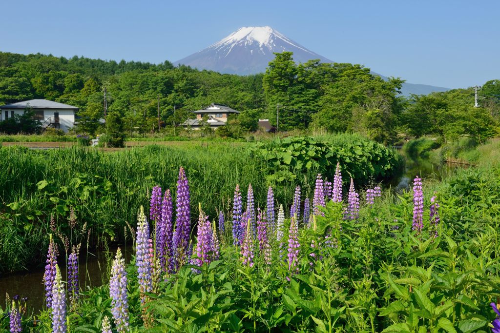 週末の富士山（新作901）