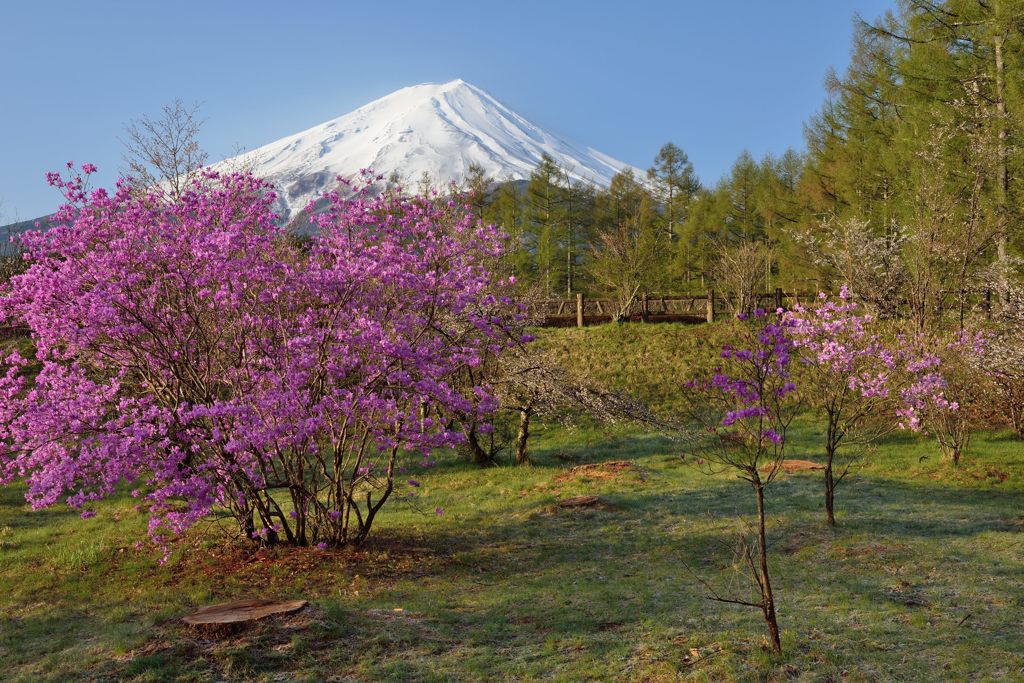 週末の富士山（新作609）