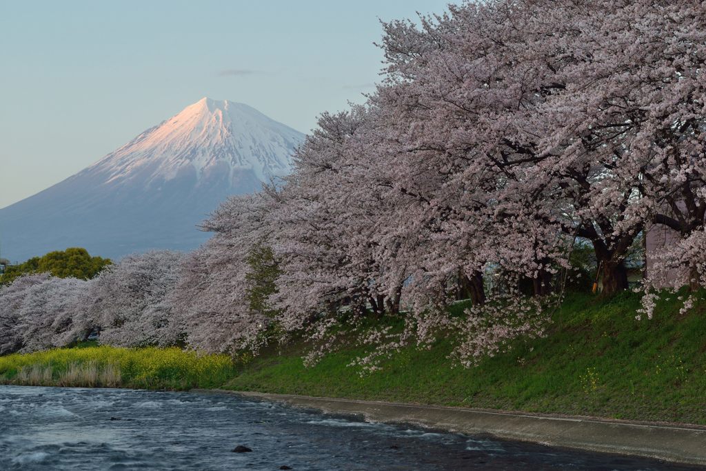 平日の富士山266