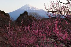 平日の富士山211
